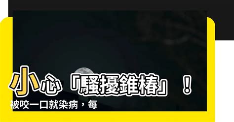 騷擾錐椿|【騷擾錐椿】小心「騷擾錐椿」！被咬一口就染病，每年害死1萬。